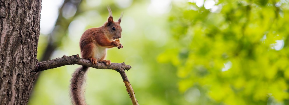 Eurasian red squirrel (Sciurus vulgaris) sitting on a branch and eating walnut