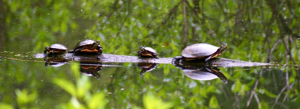 Family of turtles sunning together on a log